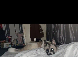 Female Akita