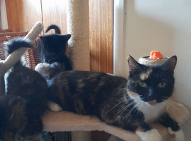 Kittens 1 black boy and 2 long-hair female