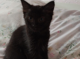 [Leicester - LE3] 2 Kittens Ready for New Homes