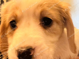 Cocker spaniel puppies