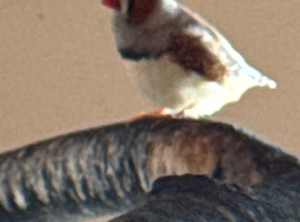 Zebra baby finch