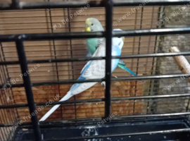 Baby budgies