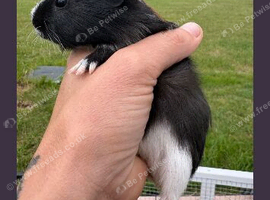 Beautiful female guinea pig