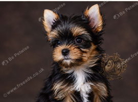 MINIATURE YORKSHIRE TERRIER