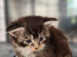 Xxl mainecoon cubs