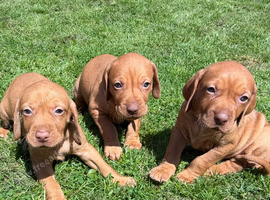 Beautiful Hungarian Vizsla puppies