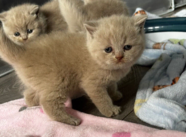 Lovely Lilac British Shorthaired Kittens