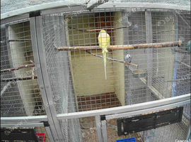 MUTATION RINGNECKS