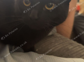 Male and female cat