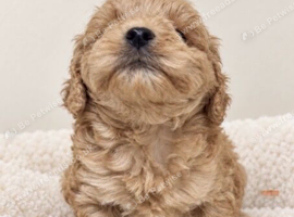 Beautiful cockapoo pups