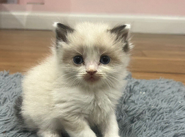 Ragdoll cross Maine coon/exotic Persian