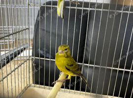 I have 6 canaries &pound;20 each