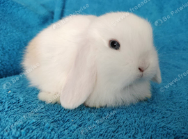 Selection of mini lop babies available
