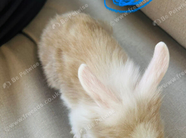 Only 3 baby lionheads left and 1 minilop