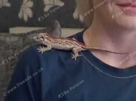 Un related breeding male and female adult gargoyle geckos