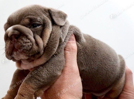 Beautiful KC english bulldog puppies