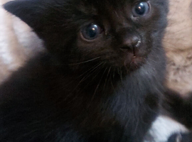 Black kittens