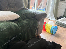 Price negotiable- Beautiful 8-Year-Old Labrador Looking for Loving Forever Home ️
