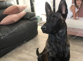 Dutch shepherd 7 months old  please ring asap if u want him