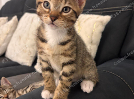 Mix bengal kitten for sale