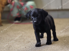 Handsome male labrador puppy