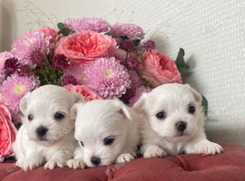 Beautiful KC reg.Maltese puppies