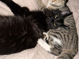 Female tabby cat, to good home only