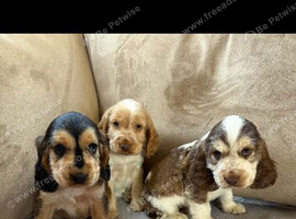 Beautiful Show-Type Cocker Spaniel Puppies