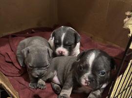 French bulldog x staff