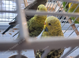 Budgies