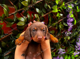 Due to moving house, we are looking for a loving new home for our little Miniature Dachshund girl. ️