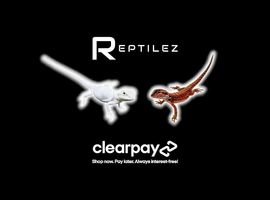 BEARDED DRAGONS