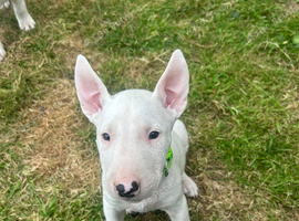 English bull terrier pup