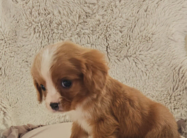 5 King charles cavalier puppies