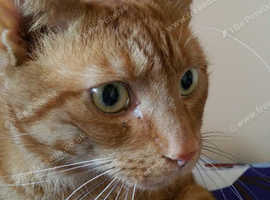 Cat sitting and small animal care and Pet Visits Midhurst