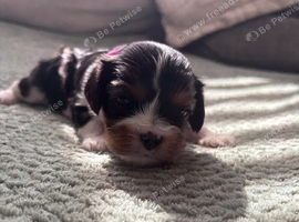 Beautiful Cavalier King Charles Spaniel Puppies 2 Boys, 2 Girls