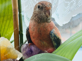 Beautiful Bourke Parakeet