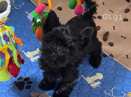 Black Beautiful Girls Yorkshire Terrier  &ndash; Ready Now