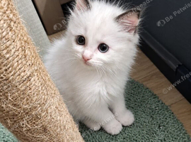 READY NOW GCCF registered Ragdoll kittens