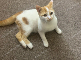 male kitten