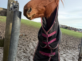 15 hh 2 half years old tb mare