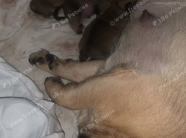 Beautiful pugs x for sale