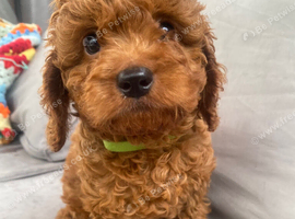 Cavapoo male puppies ready for new homes