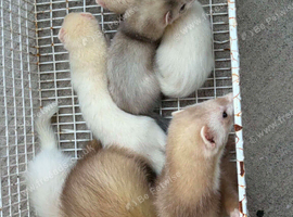 Ferrets