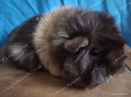 Adult ex breeding sow