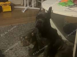 Male french bulldog