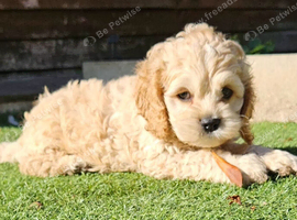 American cockerpoo f1b puppies