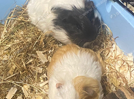 Young Guineapigs