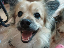 Looking for a FOREVER homes only