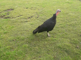 female turkey  2025 hatch